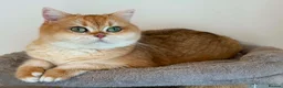 British Shorthair cats for sale: Show quality golden british shorthair  - Advert 7
