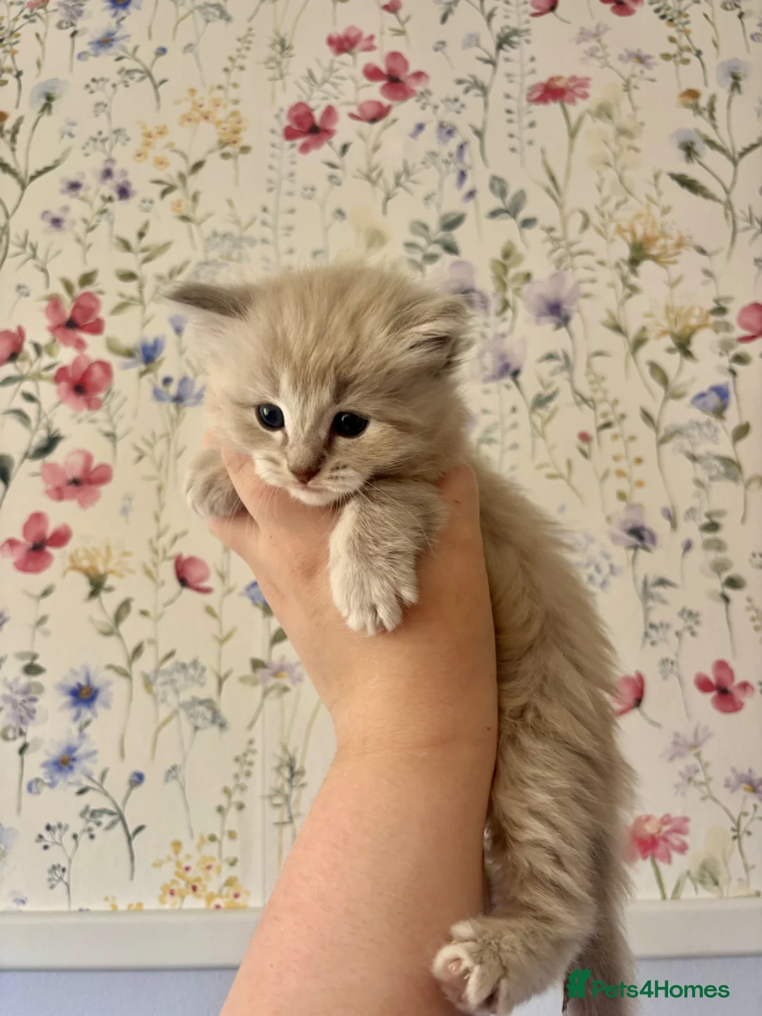 Ragdoll cats for sale: Marvellous mink babies  - Advert 1