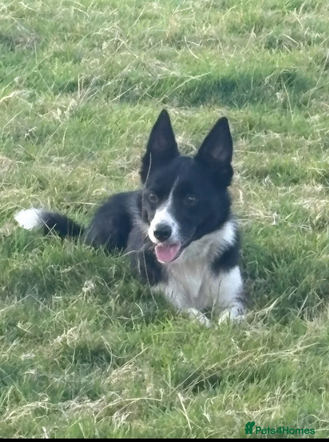 Border Collie dogs for sale: Registered World Class bred Pups for sale - Advert 3