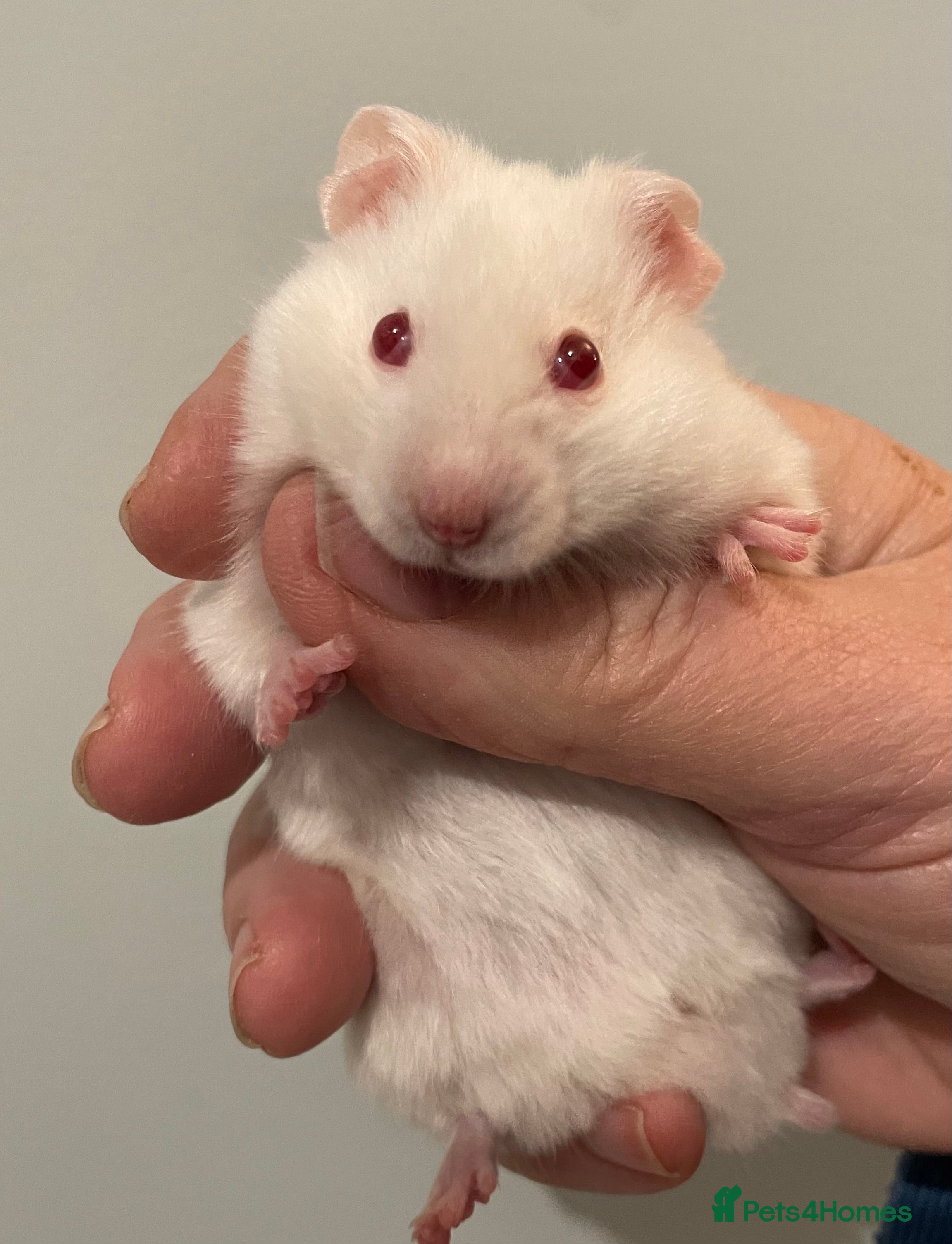 Hamster rodents Baby male Syrian hamster from show stock  - Advert 9