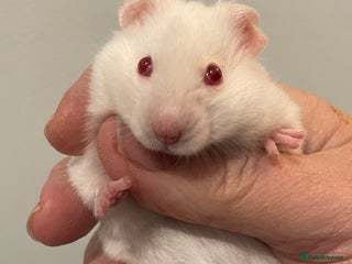 Hamster rodents Baby male Syrian hamster from show stock - Advert 4