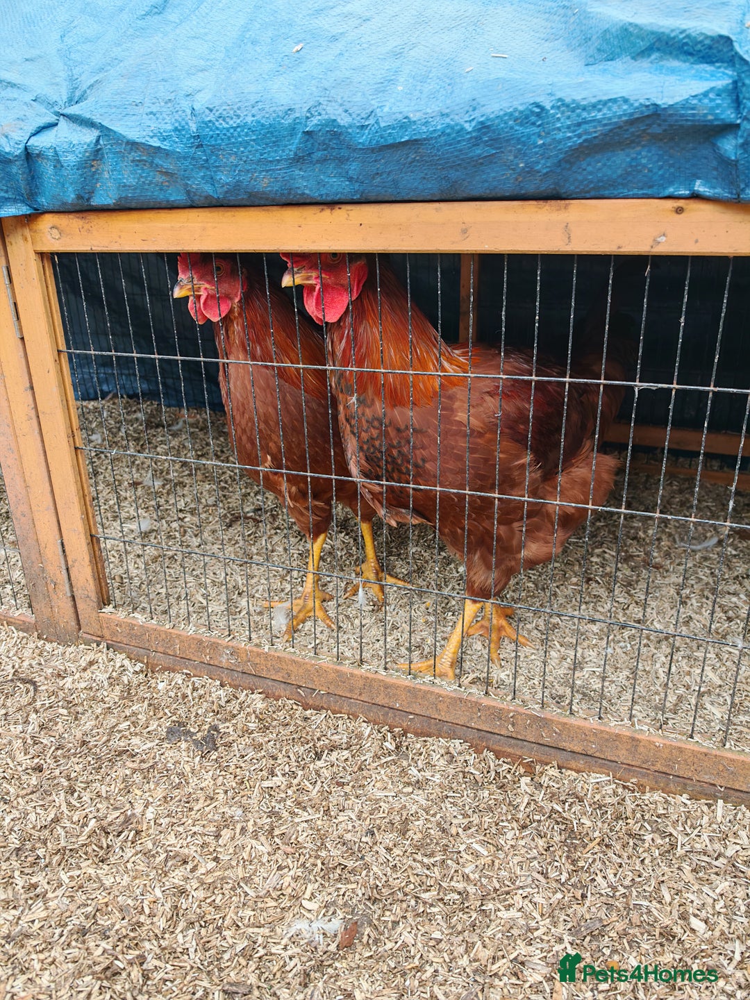 Chickens poultry for sale: 2 x Cockerels Looking For A Good Home - Advert 2