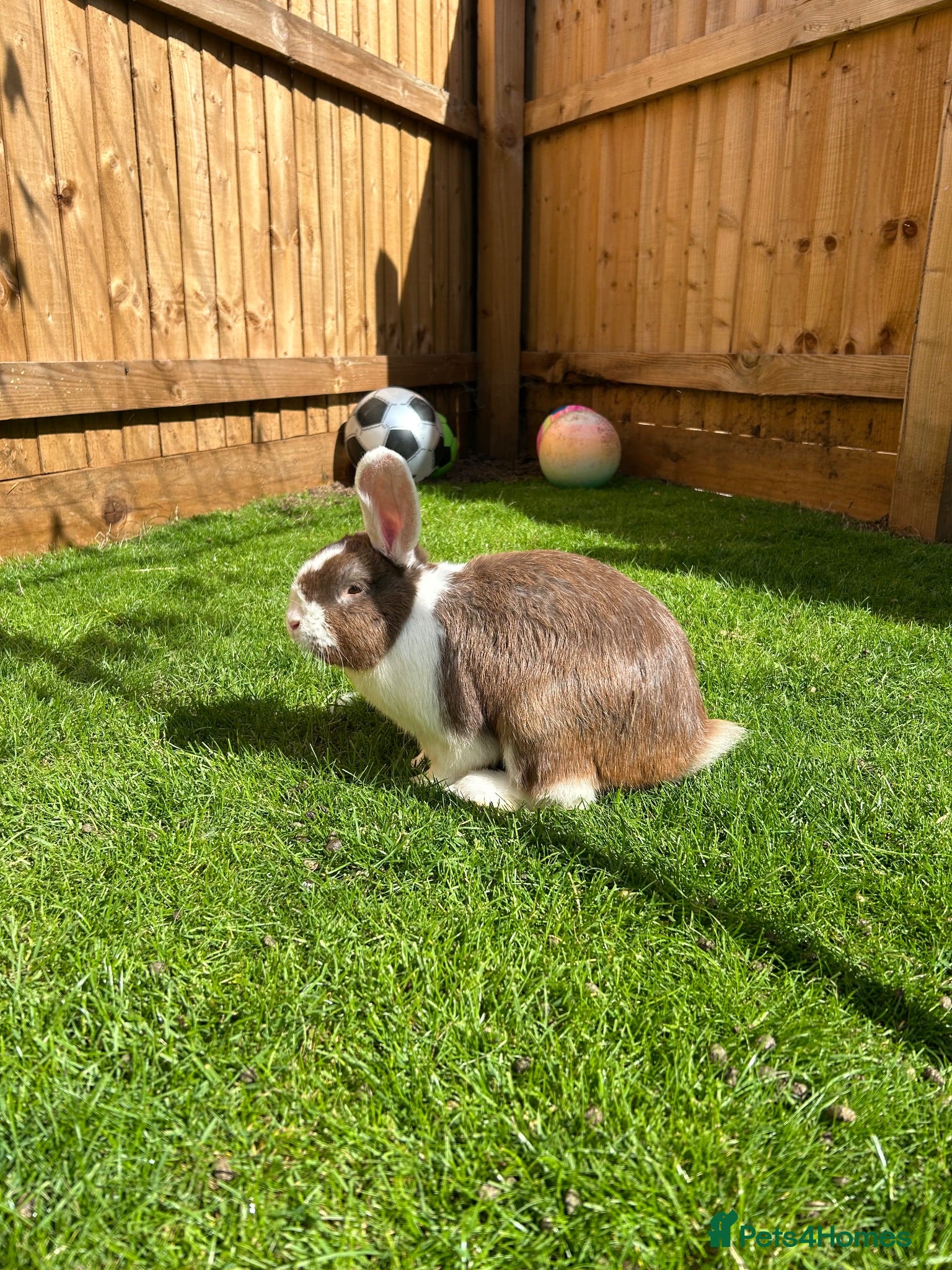 Mixed Breed rabbits Male Rabbit Looking for a Loving Home 🏡 - Advert 1