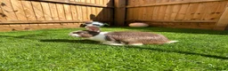 Mixed Breed rabbits for sale: Male Rabbit Looking for a Loving Home 🏡 in Derby - Advert 1