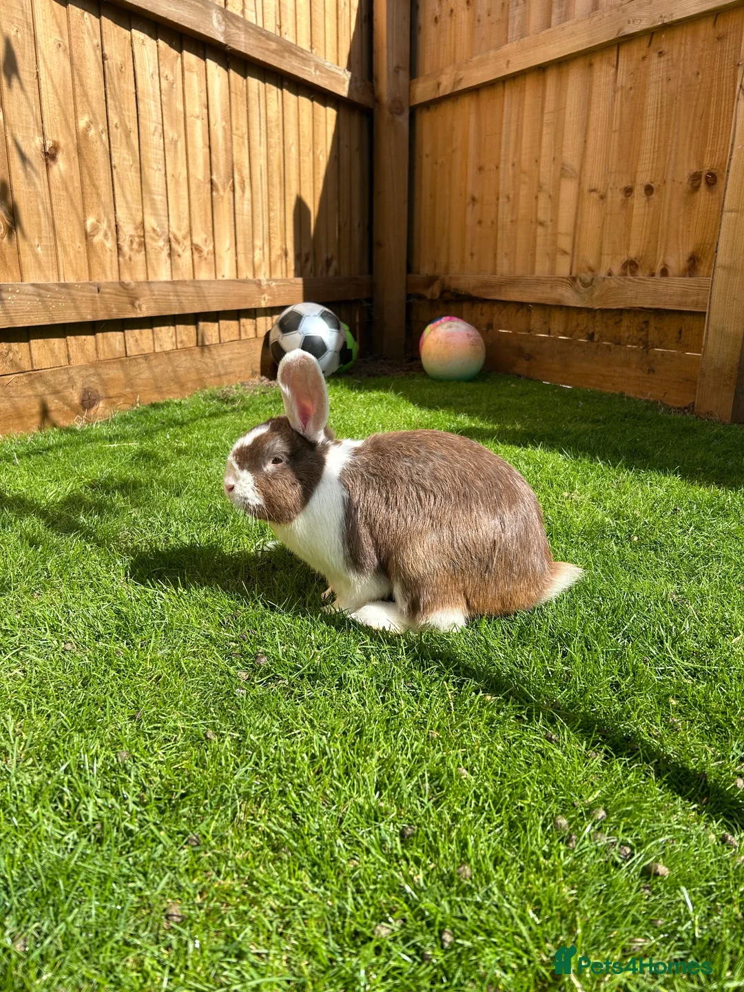 Mixed Breed rabbits for sale: Male Rabbit Looking for a Loving Home 🏡 in Derby - Advert 1