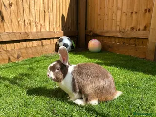 Mixed Breed rabbits Male Rabbit Looking for a Loving Home 🏡 - Advert 2