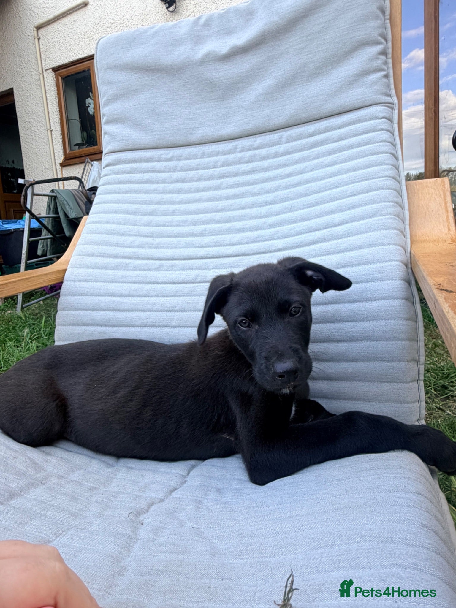 Lurcher dogs 3 beautiful male pups  - Advert 1