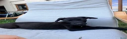 Lurcher dogs for sale: 3 beautiful male pups  in Taunton - Advert 1