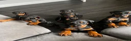 Dobermann dogs for sale: KC REGISTERED - DOBERMAN PUPPIES - Advert 9