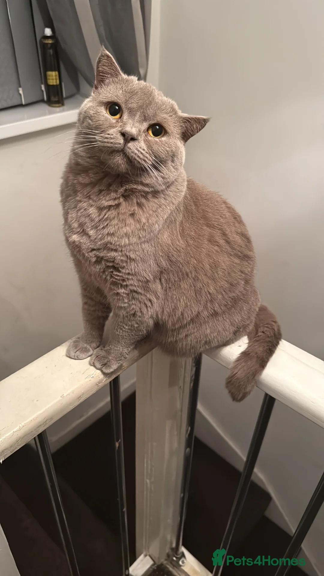 British Shorthair cats for sale: Rare Lilac British Shorthair Male Simba - Advert 1