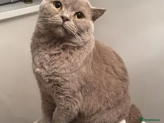British Shorthair cats Rare Lilac British Shorthair Male Simba - Advert 1