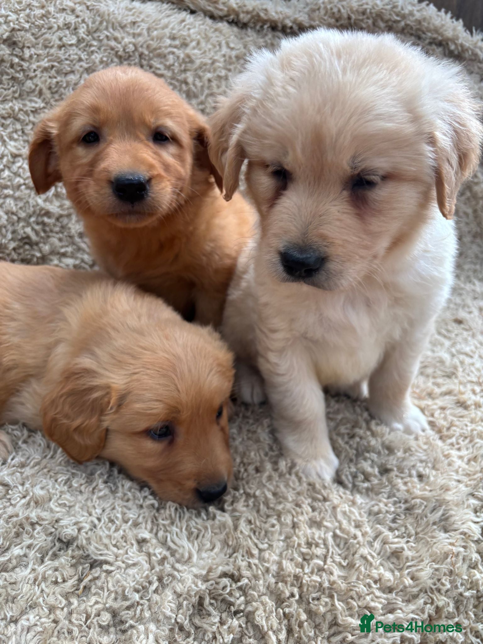 Golden Retriever dogs  Golden Retriever Puppies - Advert 5