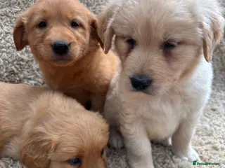 Golden Retriever dogs Golden Retriever Puppies - Advert 5