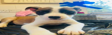 Mixed Breed Puppy 7