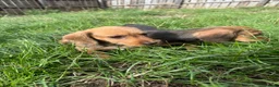 Dachshund dogs for sale: KC registered Wirehaired/teckel  - Advert 10