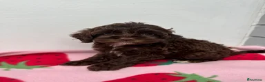 Cockapoo 3
