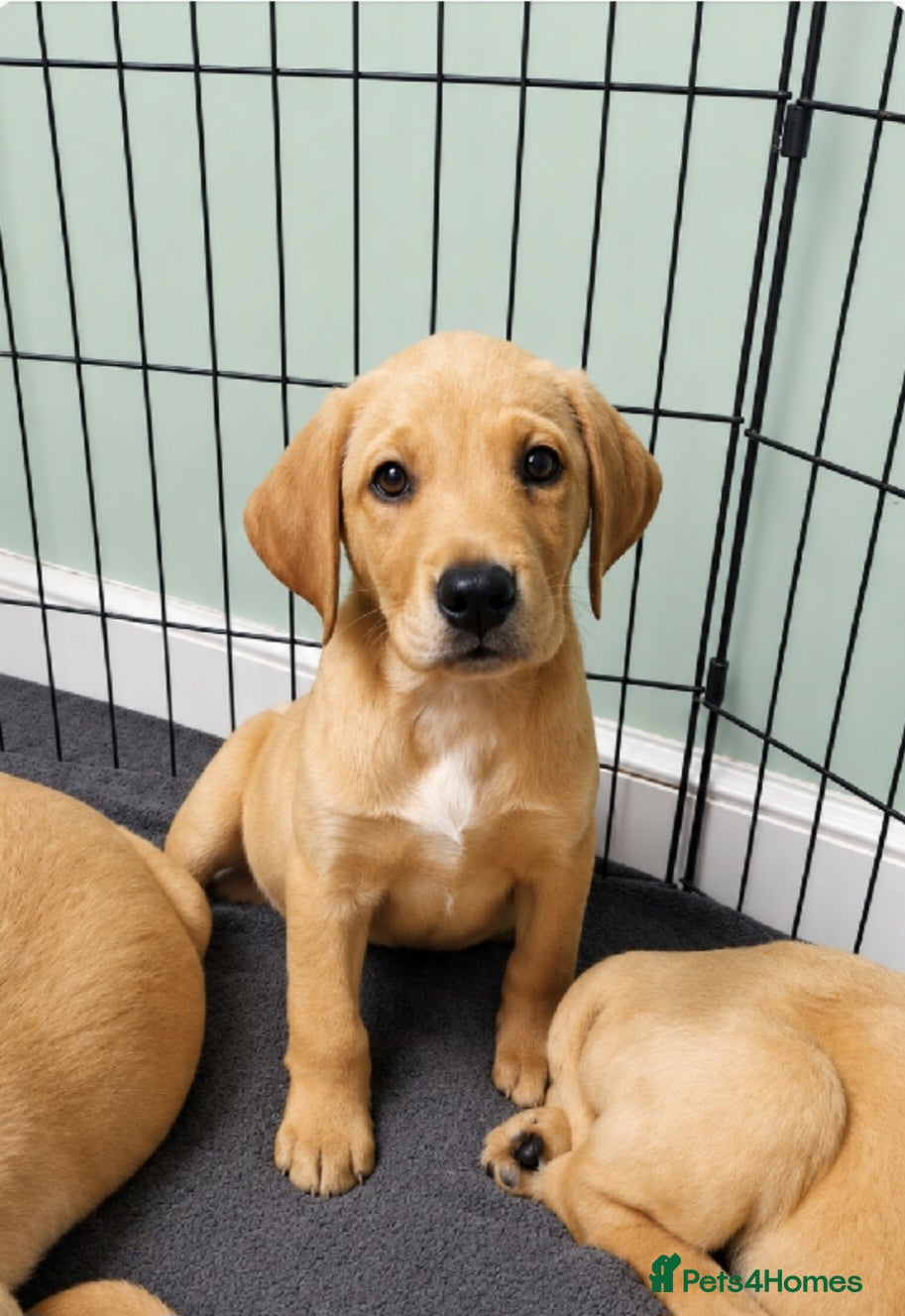 Labrador Retriever dogs *READY TO LEAVE* Beautiful labrador puppies  - Advert 1