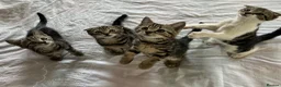 Scottish Fold cats for sale: Our baby girl Scottish Fold x American Wirehair - Advert 6