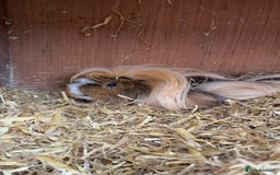 Guinea Pig rodents for sale: 3 tier Guinea pig hutch and 2 male guinea pigs  - Image 2
