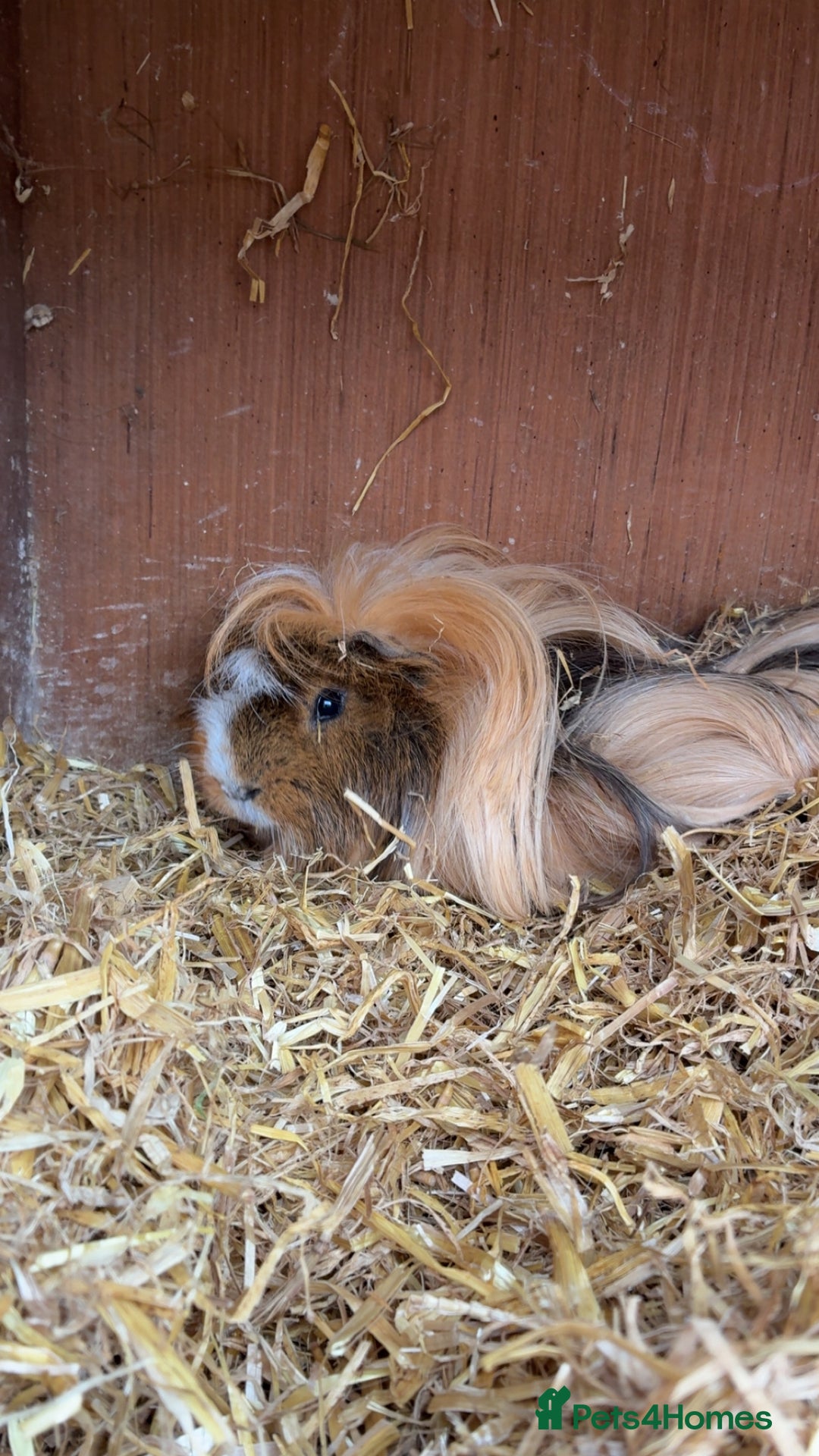 Guinea Pig rodents for sale: 3 tier Guinea pig hutch and 2 male guinea pigs  - Image 2
