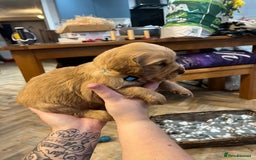 Golden Retriever dogs for sale: Gorgeous litter of 9 Golden Retrievers  - Image 17