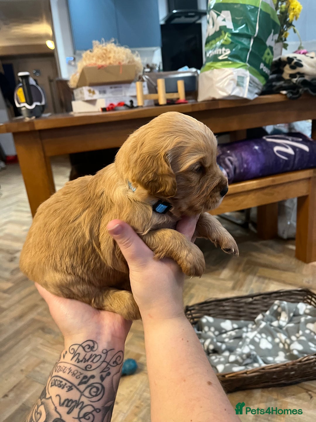 Golden Retriever dogs for sale: Gorgeous litter of 9 Golden Retrievers  - Image 17