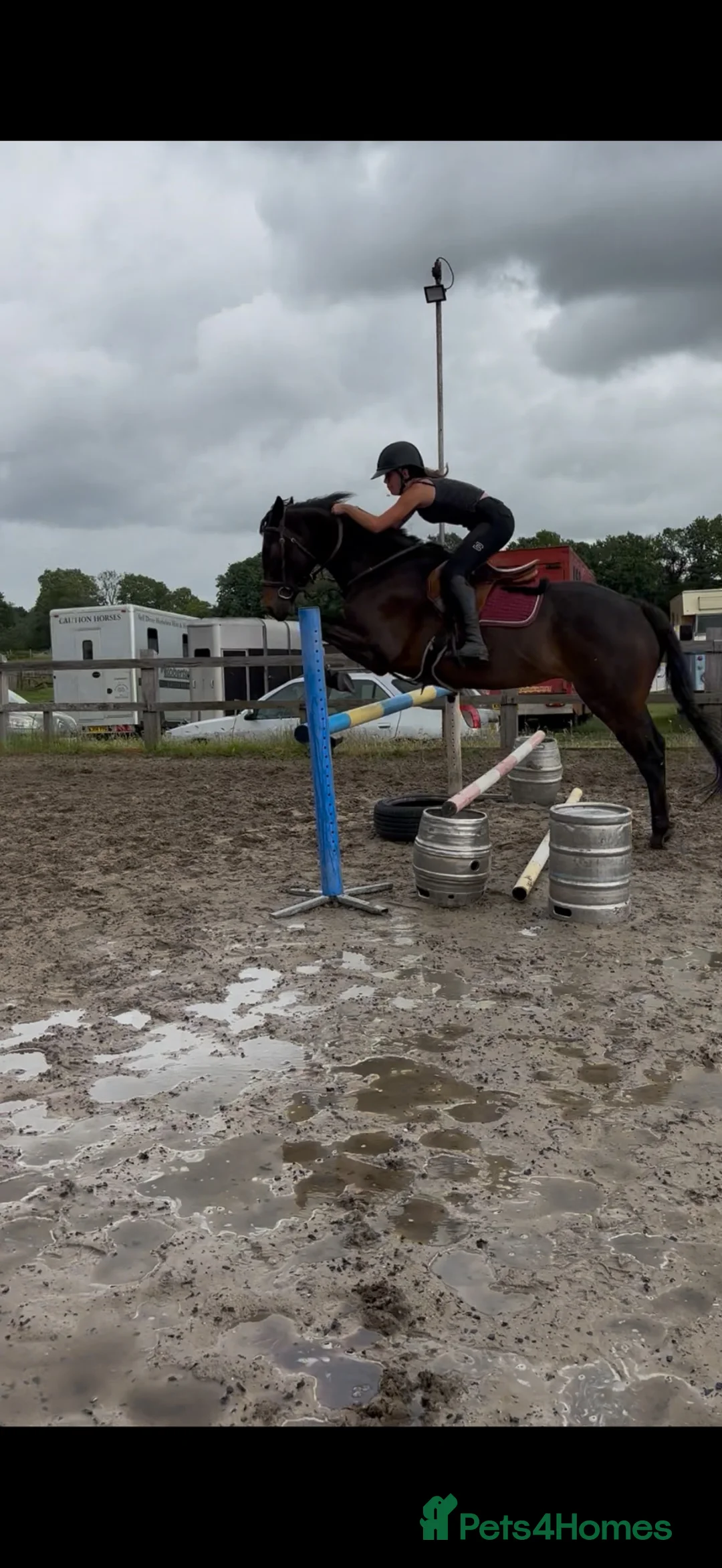 English Thoroughbred horses for sale: Super ror prospect with moves to die for in Lingfield - Advert 2