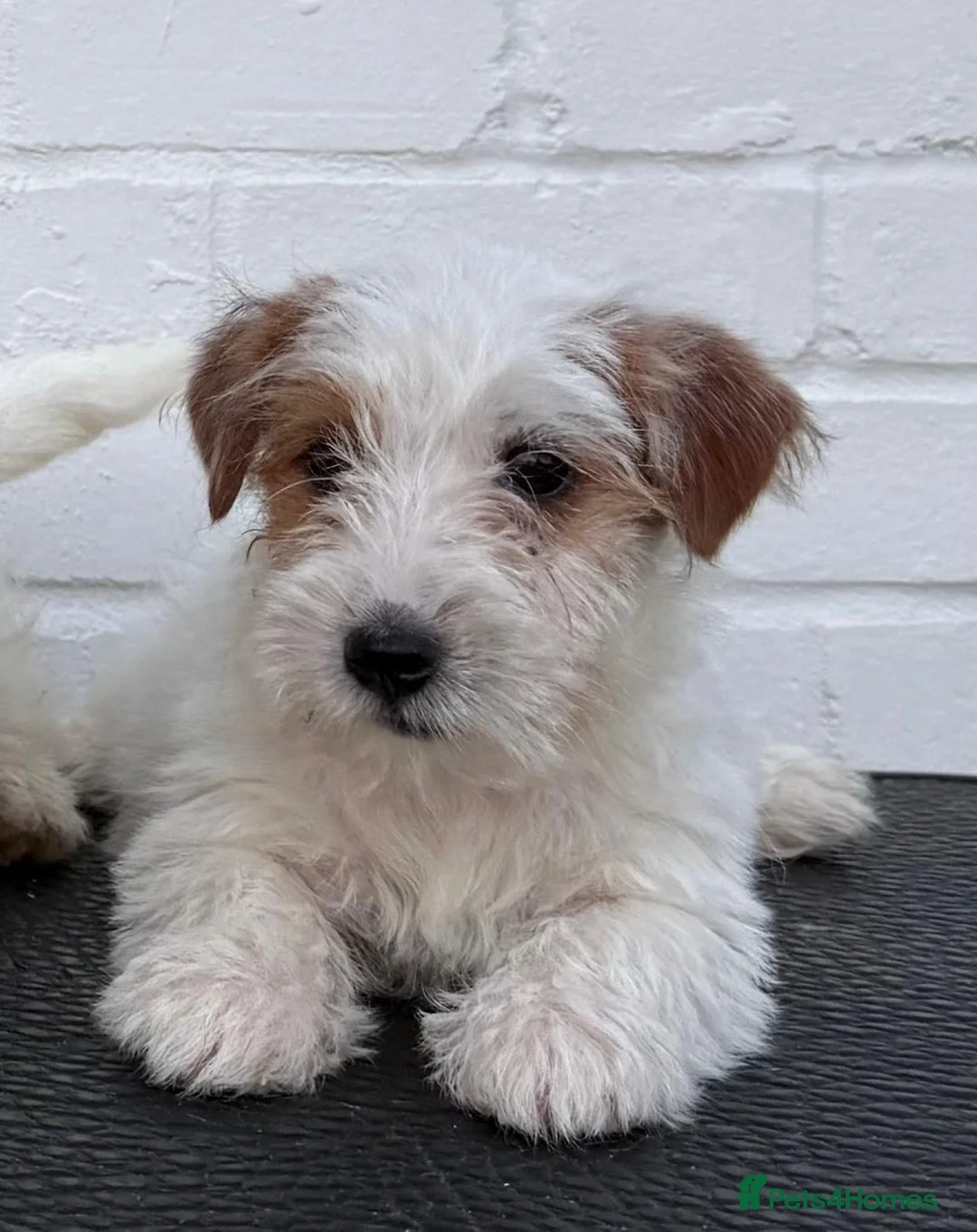 Jack Russell dogs for sale: Stunning puppies  - Advert 1