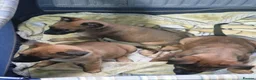 Belgian Shepherd Dog dogs for sale: Belgian Malinois Puppies Strong Working Bloodline - Advert 1