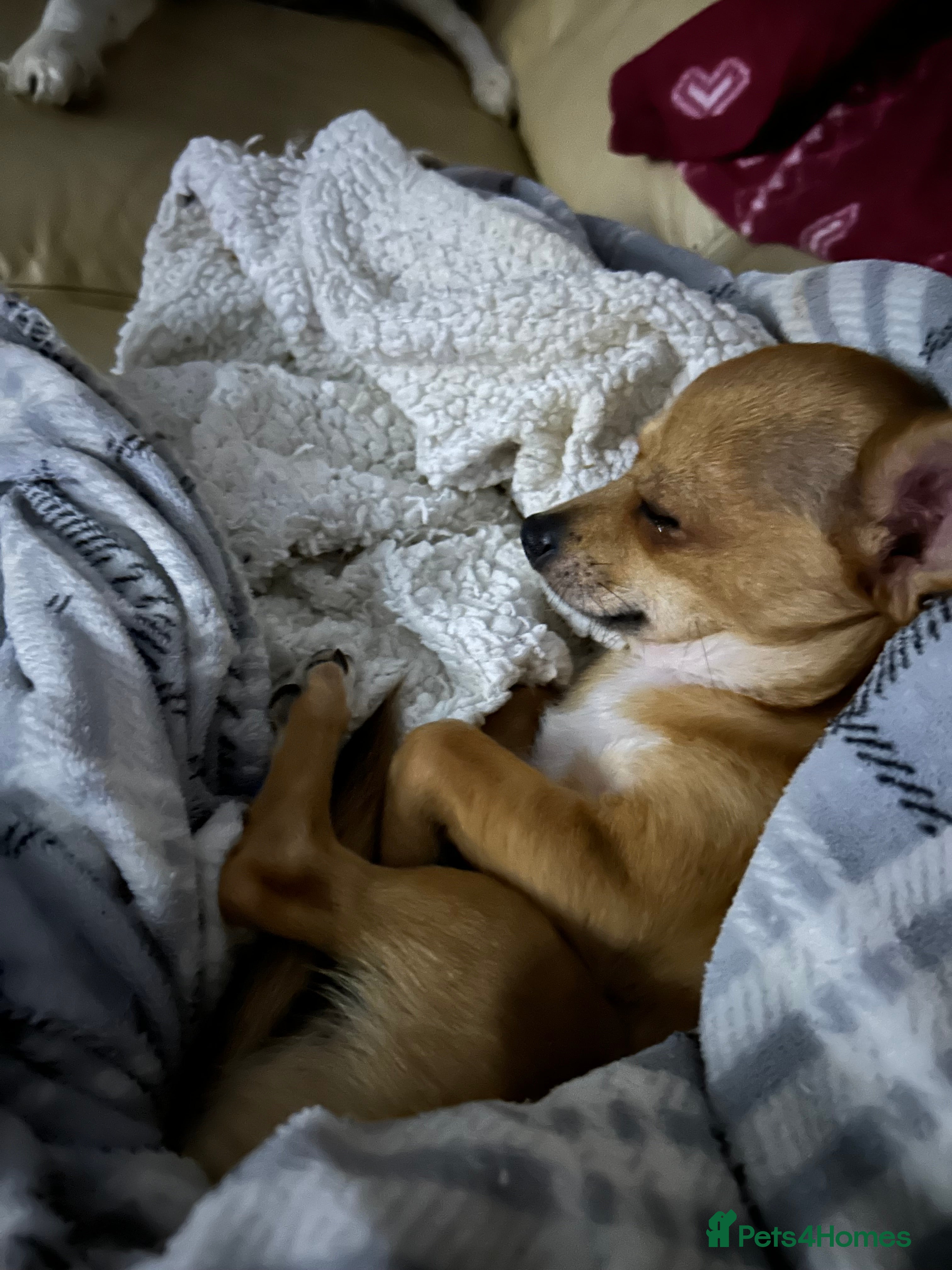 Chihuahua dogs Adult  **  Chihuahua Boy - Advert 4