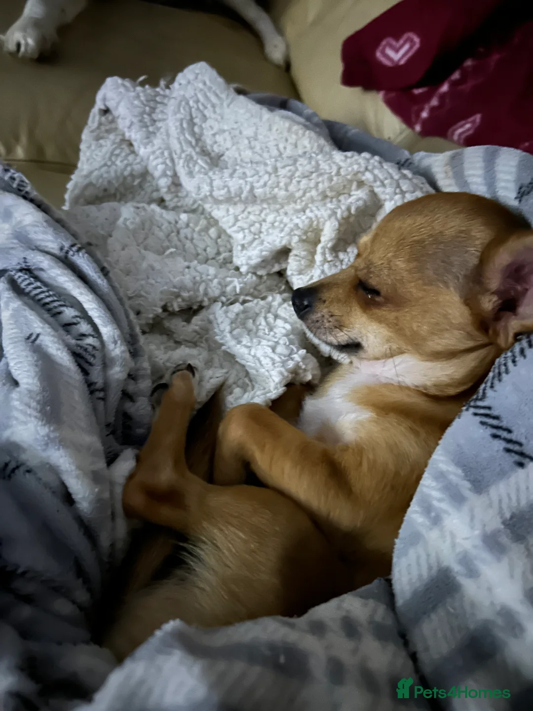 Chihuahua dogs for sale: Adult  **  Chihuahua Boy in Blairgowrie - Advert 1