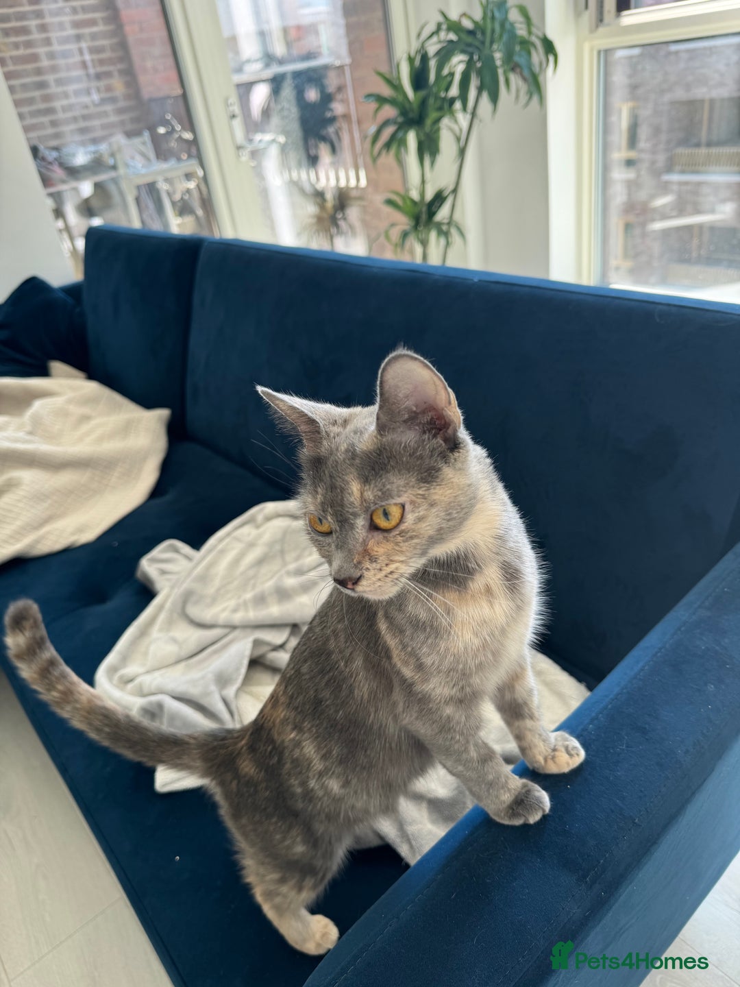 Mixed Breed cats for sale: Beautiful Domestic Shorthair Kittens grey / black - Image 17
