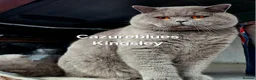 British Shorthair cats for stud: Gccf Active Studs Blue, Lilac, Blue Bi, Cream Bi - Advert 22