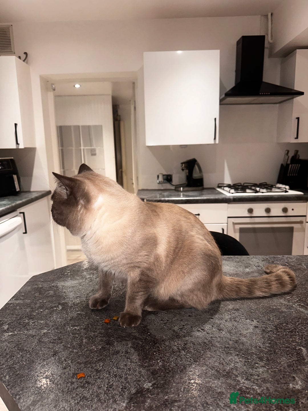 British Shorthair cats for sale: Seal point British short hair  - Advert 5