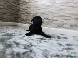 Staffordshire Bull Terrier dogs STAFFORDSHIRE BULL TERRIERS - Advert 2