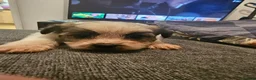 Mixed Breed dogs for sale: Shih tzu cross jack russell puppys - Advert 4