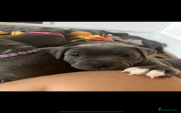 Staffordshire Bull Terrier dogs for sale: Full pedigree blue Staffordshire Bullterrier - Image 4