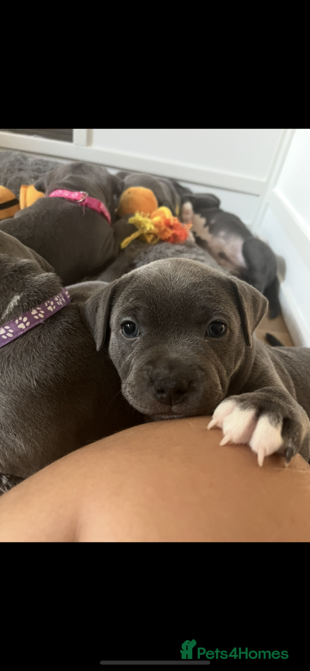 Staffordshire Bull Terrier dogs for sale: Full pedigree blue Staffordshire Bullterrier - Image 4