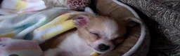 Chihuahua dogs for sale: Chihuahua pups  - Advert 2