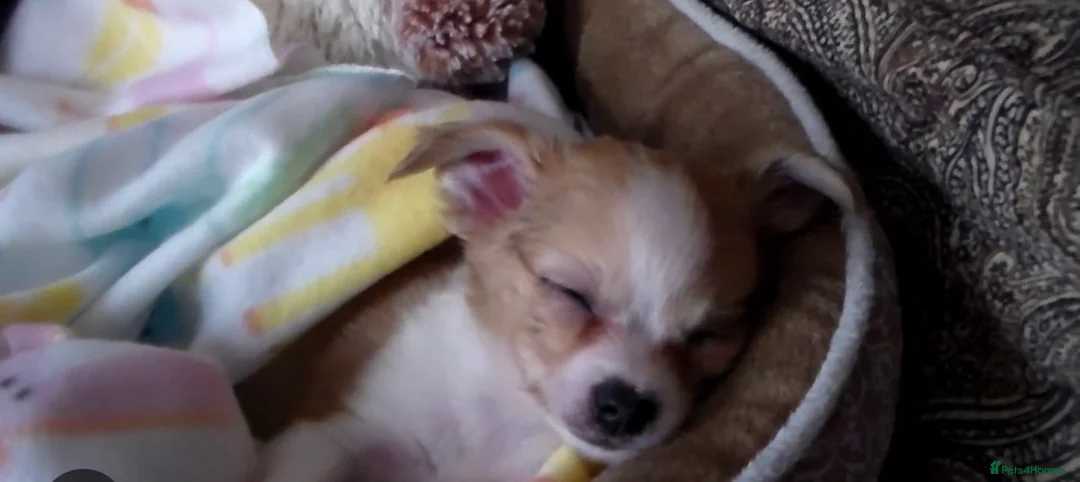 Chihuahua dogs for sale: Chihuahua pups  - Advert 2