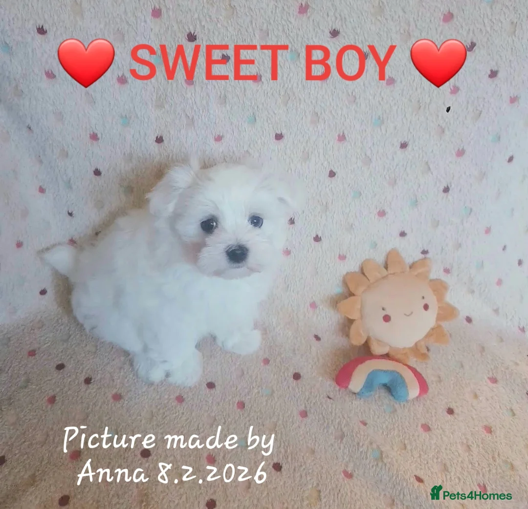 Maltese dogs for sale: Maltese ♡ Pedigree ♡  - Advert 17