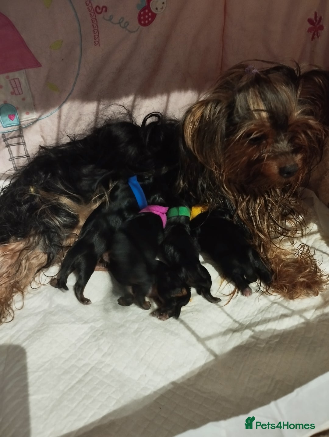 Yorkshire Terrier dogs for sale: 💝💝Beautiful miniature babies 💝💝 - Image 40