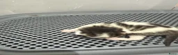 Mixed Breed cats for sale: Four beautiful kittens - Advert 13