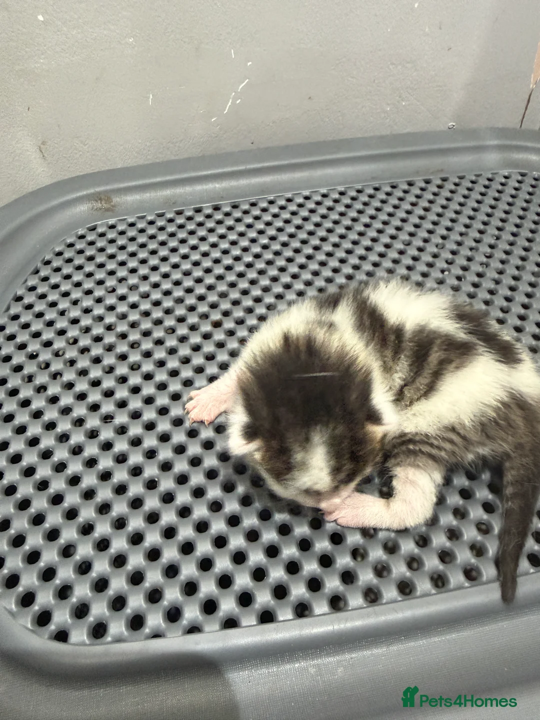Mixed Breed cats for sale: Four beautiful kittens - Advert 13
