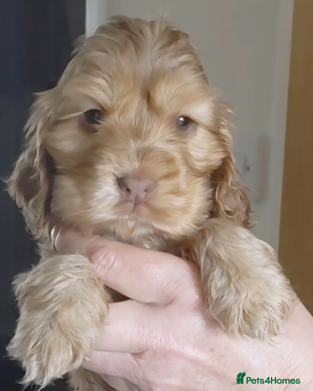 Cocker Spaniel dogs for sale: Show Chocolate Sable from health clear KC parents - Advert 2