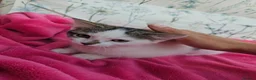 Mixed Breed cats for sale: Female kittens 14 weeks old  - Advert 8