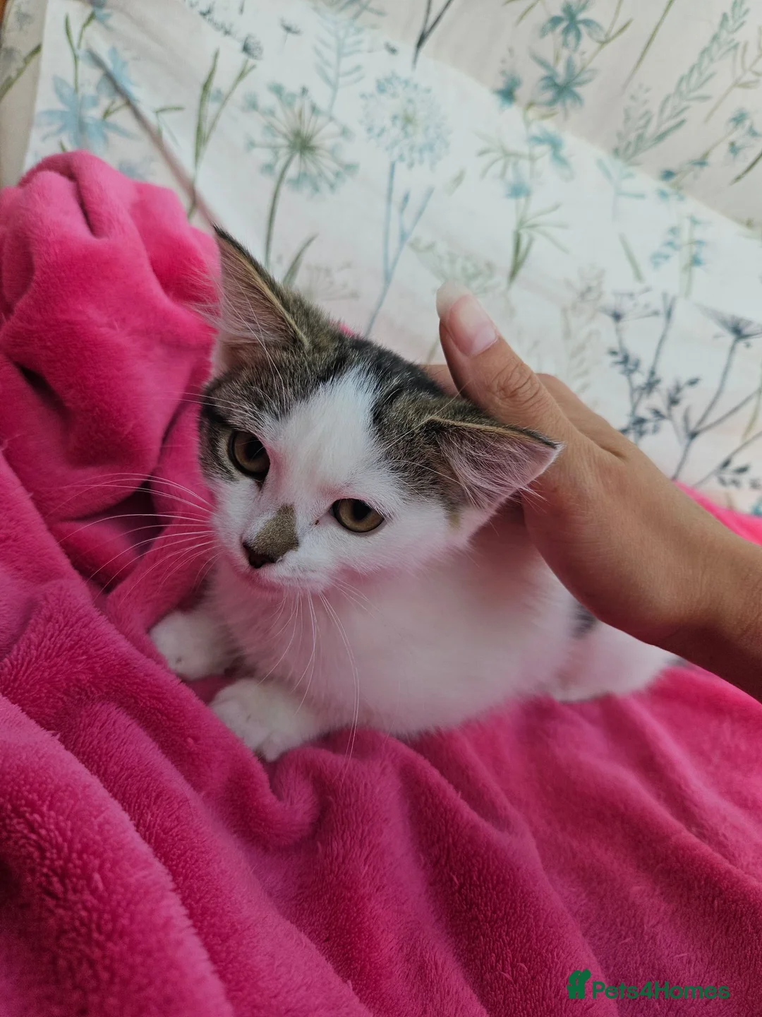 Mixed Breed cats for sale: Female kittens 14 weeks old  - Advert 8