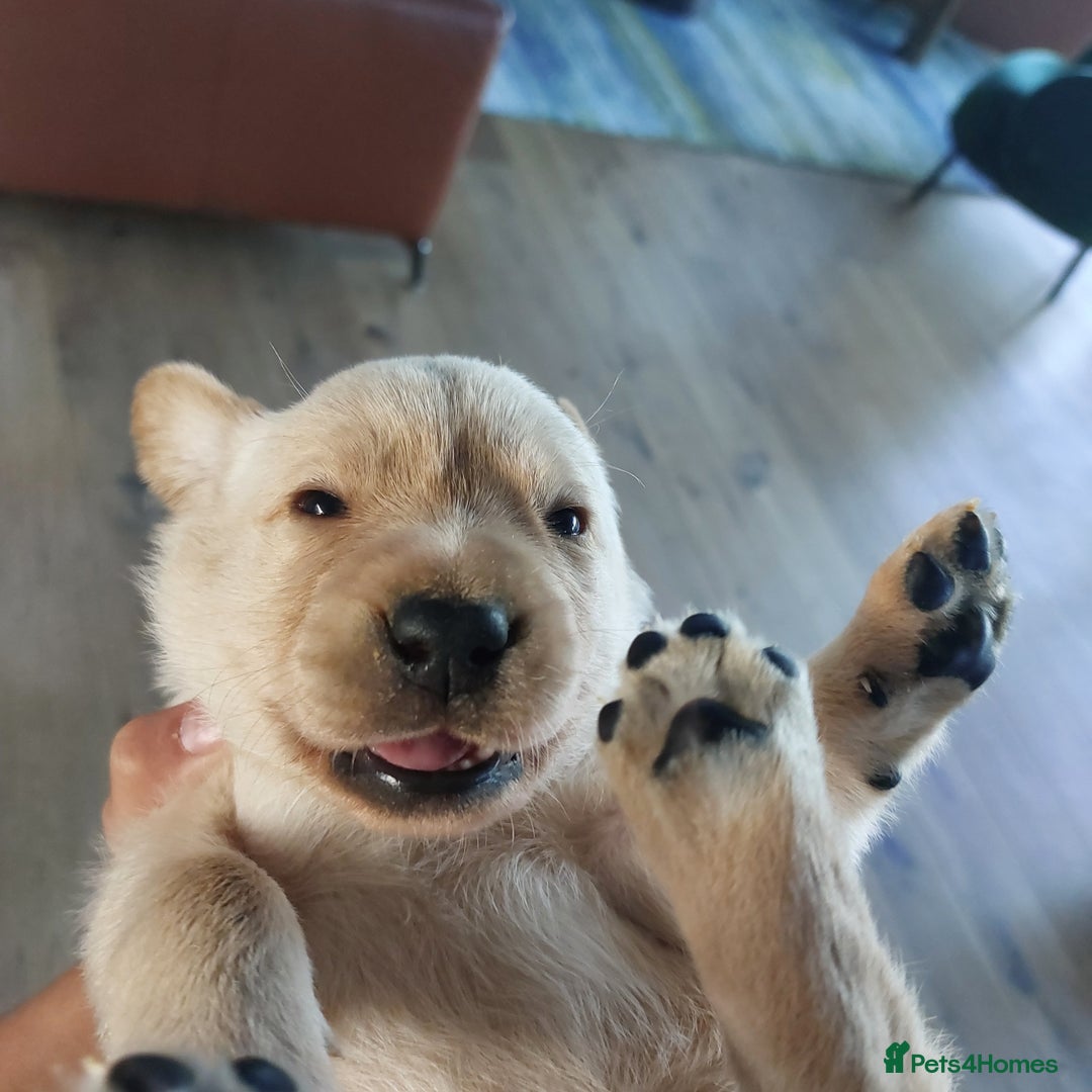 Labrador Retriever dogs for sale: Coco’s Labrador Puppies Seeking Loving Homes - Advert 27