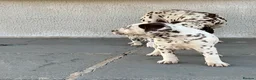 Dalmatian dogs for sale: Dalmatian beautiful - Advert 5