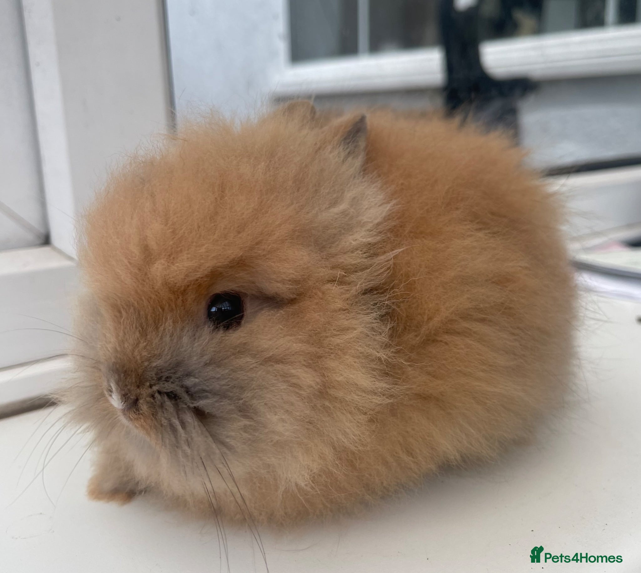Lionhead rabbits for sale: Beautiful purebred double maned baby bunnies 🐰  - Advert 3